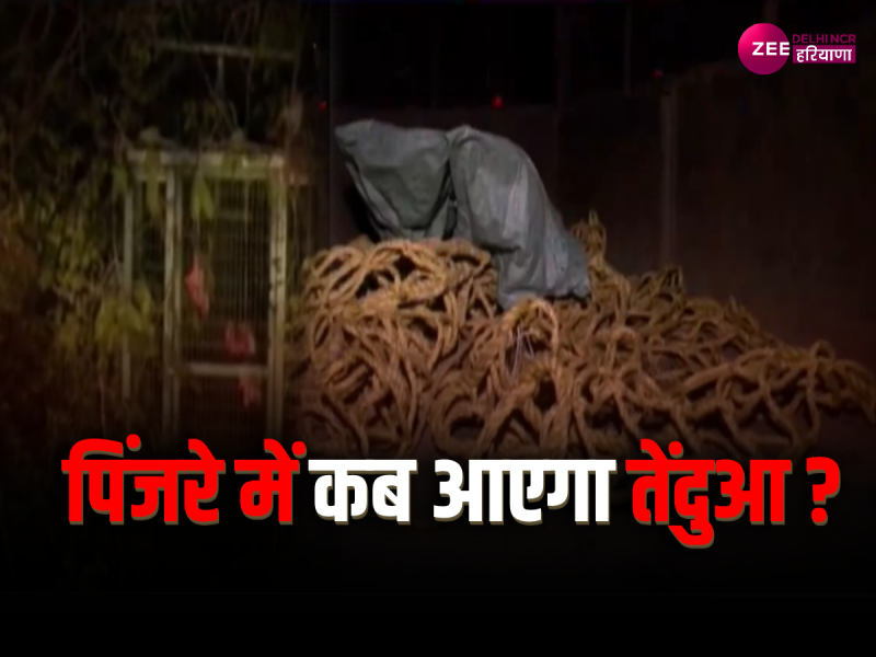 Delhi Leopard: 72 घंटे से वन विभाग के हाथ खाली, अब इस ट्रिक से तेंदुए को पकड़ने की होगी कोशिश Delhi Leopard: 72 घंटे से वन विभाग के हाथ खाली, अब इस ट्रिक से तेंदुए को पकड़ने की होगी कोशिश