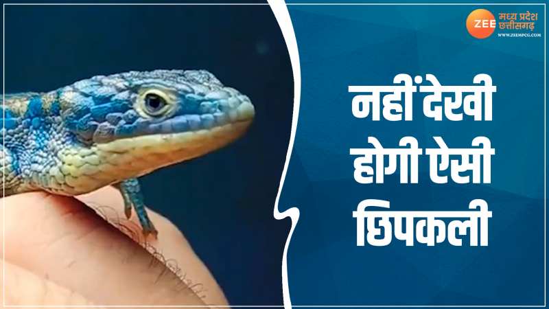 Animal Viral Video: नहीं देखी होगी ऐसी छिपकली, लिटिल मगरमच्छ जैसा नजर आएगा लुक Animal Viral Video: नहीं देखी होगी ऐसी छिपकली, लिटिल मगरमच्छ जैसा नजर आएगा लुक