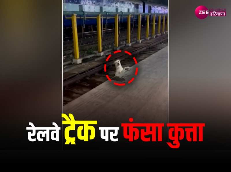 रेलवे ट्रैक पर फंसे बेबस डॉग की यात्री ने की मदद, लोगों का ऐसा जीत लिया दिल रेलवे ट्रैक पर फंसे बेबस डॉग की यात्री ने की मदद, लोगों का ऐसा जीत लिया दिल