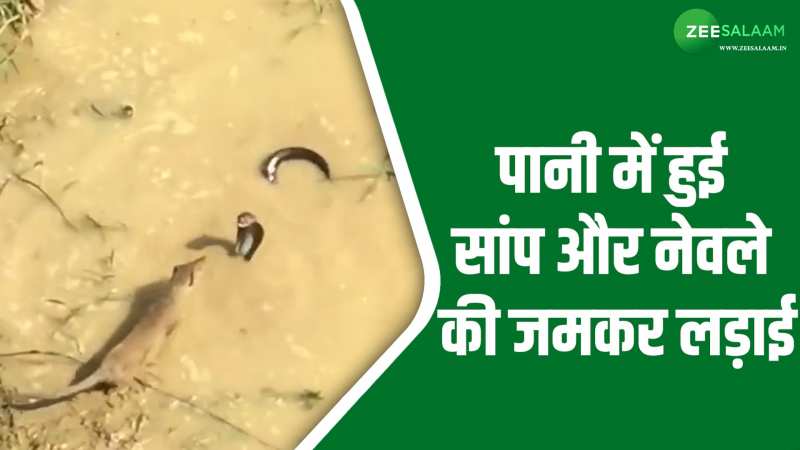 Video: नेवले के डर से पानी में जा छिपा अजगर, ढूंढ कर नेवले ने दी सांप को धोबी पछाड़ Video: नेवले के डर से पानी में जा छिपा अजगर, ढूंढ कर नेवले ने दी सांप को धोबी पछाड़