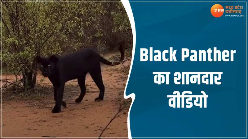 Wildlife Video: जंगल में चहलकदमी करता नजर आया ब्लैक पैंथर, वीडियो देख खड़े हो जाएंगे रोंगटे Wildlife Video: जंगल में चहलकदमी करता नजर आया ब्लैक पैंथर, वीडियो देख खड़े हो जाएंगे रोंगटे