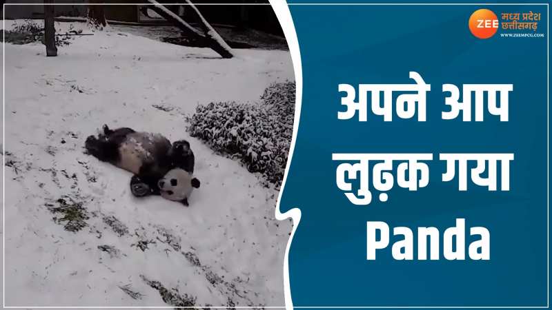 Viral Video: अपने आप फिसलता हुआ नजर आया पांडा, वीडियो देख लोग नहीं रोक पा रहे हंसी Viral Video: अपने आप फिसलता हुआ नजर आया पांडा, वीडियो देख लोग नहीं रोक पा रहे हंसी