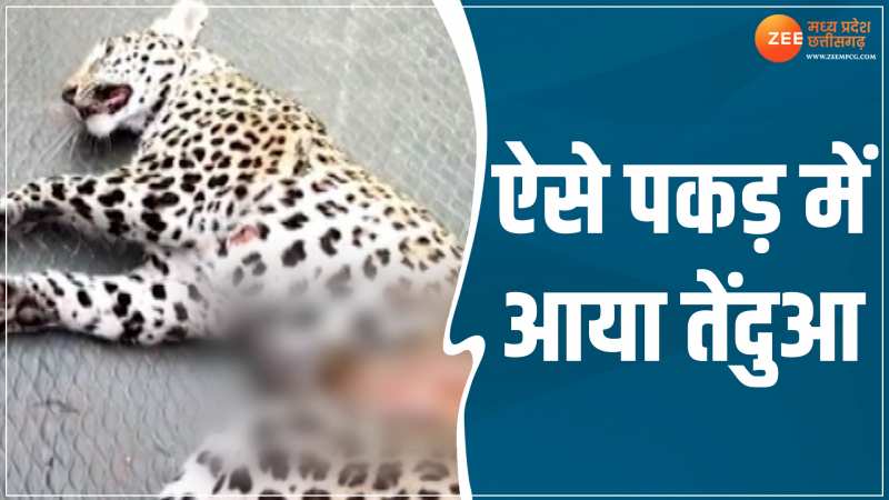 Animal Video: खेत के फंदे में फंसा तेंदुआ, टीम ने किया रेस्क्यू Animal Video: खेत के फंदे में फंसा तेंदुआ, टीम ने किया रेस्क्यू