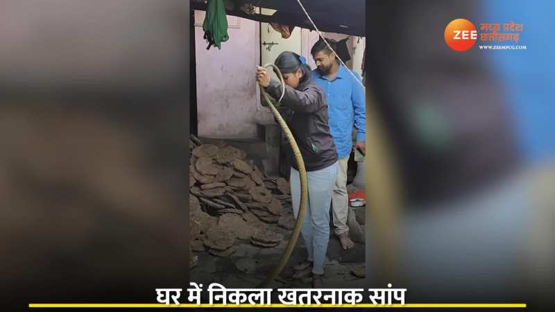VIDEO: घर में निकला खतरनाक सांप तो लड़की ने चुटकियों में पकड़का! VIDEO: घर में निकला खतरनाक सांप तो लड़की ने चुटकियों में पकड़का!