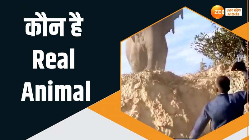 Viral Video: चप्पल लेकर हाथी को उकसाते दिखे लोग, IFS ने पूछा- बताओ असली जानवर कौन Viral Video: चप्पल लेकर हाथी को उकसाते दिखे लोग, IFS ने पूछा- बताओ असली जानवर कौन