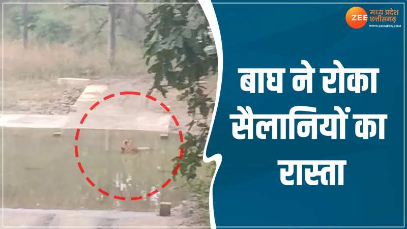 Viral Video: सैलानियों का रास्ता रोक पानी मे बैठ गया बाघ, 2 घंटे तक नहीं निकला बाहर, लोग हैरान Viral Video: सैलानियों का रास्ता रोक पानी मे बैठ गया बाघ, 2 घंटे तक नहीं निकला बाहर, लोग हैरान