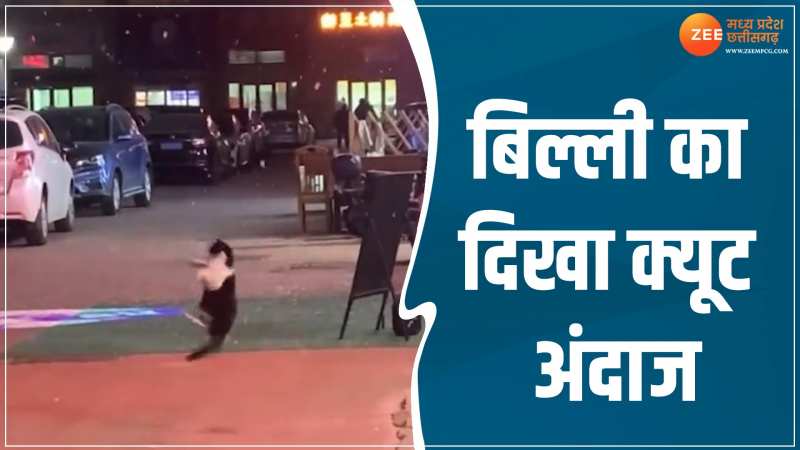 Viral Video: रात में उछल-उछल कर खेल रही बिल्ली, सोशल मीडिया पर छाया क्यूट अंदाज Viral Video: रात में उछल-उछल कर खेल रही बिल्ली, सोशल मीडिया पर छाया क्यूट अंदाज
