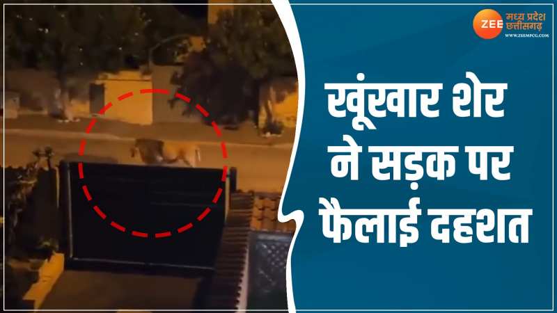Viral Video: खूंखार शेर ने सड़क पर फैलाई दहशत, घर में दौड़कर भागे लोग Viral Video: खूंखार शेर ने सड़क पर फैलाई दहशत, घर में दौड़कर भागे लोग
