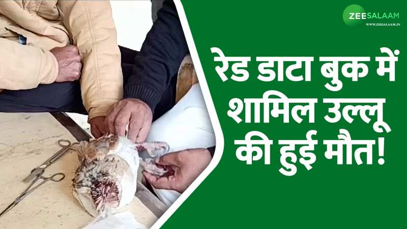 Rajasthan News: रेड डाटा बुक में शामिल उल्लू की हुई मौत, नहीं मिला वक्त पर सही उपचार! Rajasthan News: रेड डाटा बुक में शामिल उल्लू की हुई मौत, नहीं मिला वक्त पर सही उपचार!