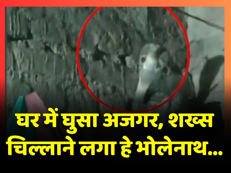 Viral Video: कमरे में घुसा अजगर सांप तो शख्स चिल्लाने लगा, हे भोलेनाथ...हे भोलेनाथ Viral Video: कमरे में घुसा अजगर सांप तो शख्स चिल्लाने लगा, हे भोलेनाथ...हे भोलेनाथ