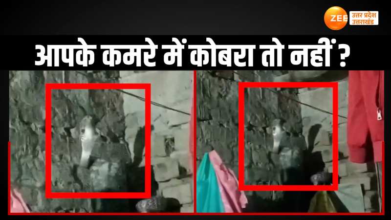 WATCH: कमरे में सो रहे लोगों पर कोबरा ने बनाई नजर, सांप देखते ही लोगों की अटक गई सांस WATCH: कमरे में सो रहे लोगों पर कोबरा ने बनाई नजर, सांप देखते ही लोगों की अटक गई सांस