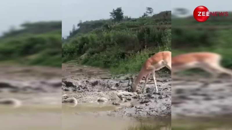 पानी पीते हुए हिरण पर मगरमच्छ ने किया जानलेवा अटैक, फिर हुआ कुछ ऐसा देख हिल जाएगा आपका दिमाग 