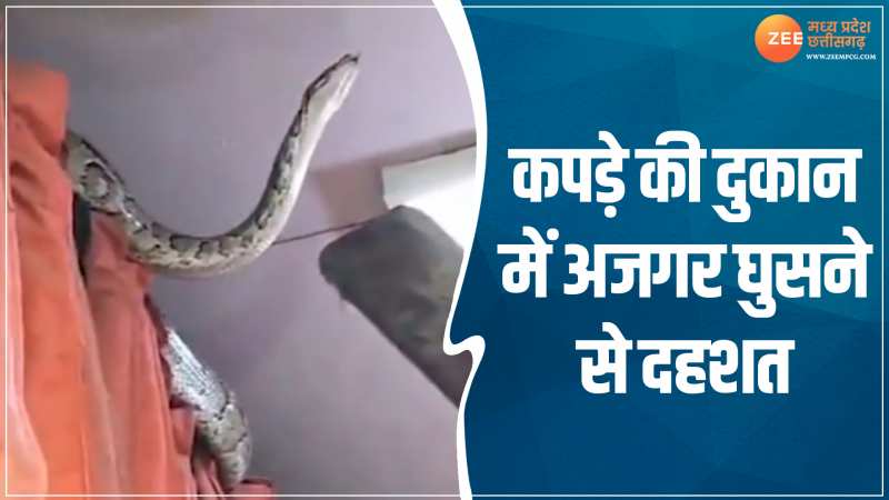 Python Video: कपड़े की दुकान में अजगर घुसने से दहशत! मच गई अफरा-तफरी Python Video: कपड़े की दुकान में अजगर घुसने से दहशत! मच गई अफरा-तफरी