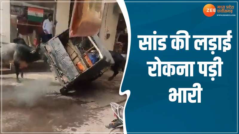 बीच बाजार दो सांडों की हुई हिंसक लड़ाई, चलते हुए ऑटो को बाहुबली की तरह पटका बीच बाजार दो सांडों की हुई हिंसक लड़ाई, चलते हुए ऑटो को बाहुबली की तरह पटका
