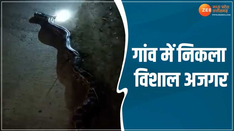 Sehore Ajgar Video: गांव में मिला एक विशाल अजगर, ग्रामीणों ने किया रेस्क्यू Sehore Ajgar Video: गांव में मिला एक विशाल अजगर, ग्रामीणों ने किया रेस्क्यू