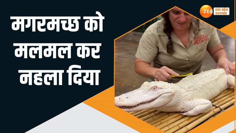 Viral Video: मगरमच्छ को ब्रश से रगड़कर इतना नहलाया, हो गया सफेद, वीडियो हो रहा वायरल Viral Video: मगरमच्छ को ब्रश से रगड़कर इतना नहलाया, हो गया सफेद, वीडियो हो रहा वायरल
