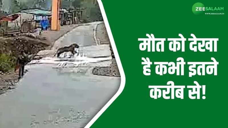 Video: शख्स के बगल से गुजर रहा था बाघ, एक चूक से चली जाती शख्स की जान! Video: शख्स के बगल से गुजर रहा था बाघ, एक चूक से चली जाती शख्स की जान!