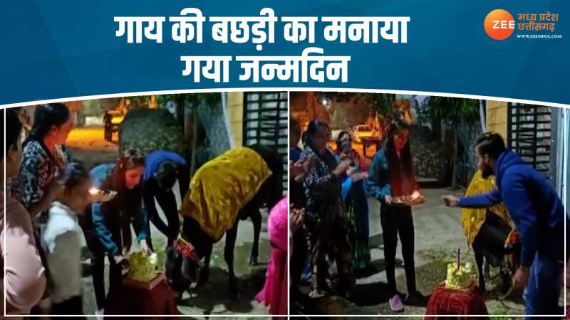 गाय की बछड़ी दुल्हन की तरह सजाया, फिर केक काट मनाया जन्मदिन, देखिए प्यारा वीडियो गाय की बछड़ी दुल्हन की तरह सजाया, फिर केक काट मनाया जन्मदिन, देखिए प्यारा वीडियो