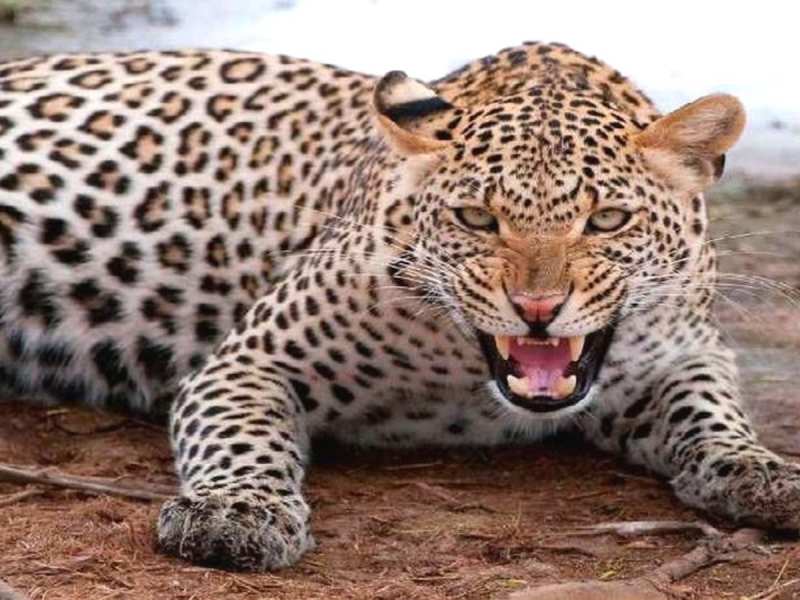 Udaipur news: गर्ल्स हॉस्टल में घुसा पैंथर, हमले के दहशत से कमरे में दुबकी लड़कियां Udaipur news: गर्ल्स हॉस्टल में घुसा पैंथर, हमले के दहशत से कमरे में दुबकी लड़कियां