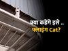 Cat Viral Video: दीवारों पर उछलती बिल्ली को देखकर दबा लेंगे दांतो तले उंगली 