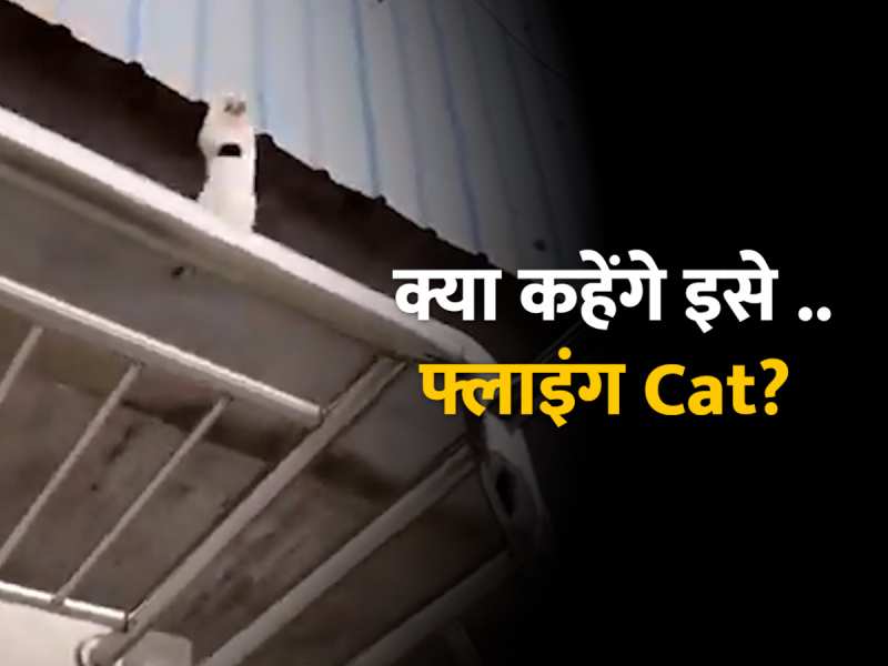 Cat Viral Video: दीवारों पर रबड़ की तरह उछलती बिल्ली को देखकर दबा लेंगे दांतो तले उंगली Cat Viral Video: दीवारों पर रबड़ की तरह उछलती बिल्ली को देखकर दबा लेंगे दांतो तले उंगली