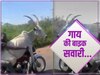 Bike Stunt Video: गाय ने दौड़ाई बाइक और युवक ने लिया हैवी ड्राइविंग का मजा