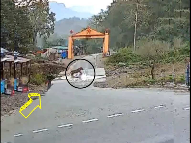 Viral Video: मस्ती में जा रहा था शख्स, सामने से निकल आया टाइगर फिर देखिए क्या हुआ Viral Video: मस्ती में जा रहा था शख्स, सामने से निकल आया टाइगर फिर देखिए क्या हुआ