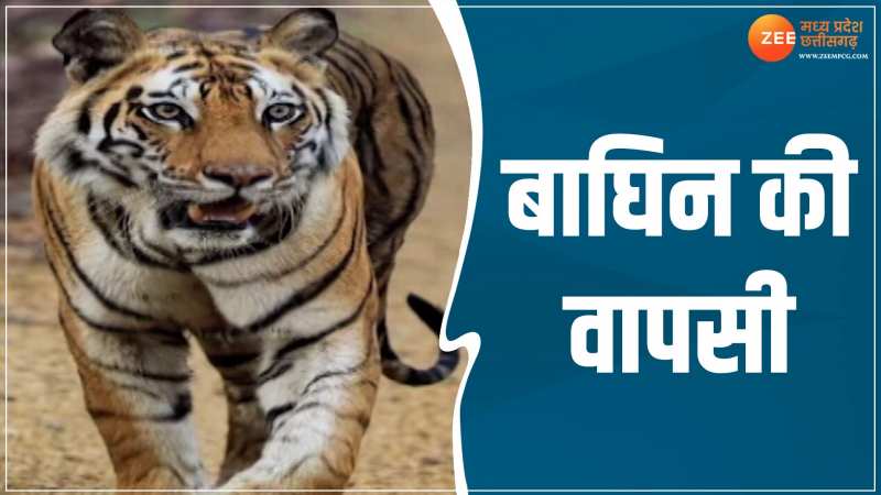 लौट के बाघिन घर को आई, Video देखकर मन हो जाएगा खुश लौट के बाघिन घर को आई, Video देखकर मन हो जाएगा खुश