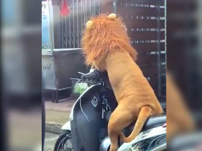 Animal Video: शेर को स्कूटी पर देख लोग रह गए दंग, ऐसा अजीबोगरीब वीडियो देख लोग हैरान Animal Video: शेर को स्कूटी पर देख लोग रह गए दंग, ऐसा अजीबोगरीब वीडियो देख लोग हैरान