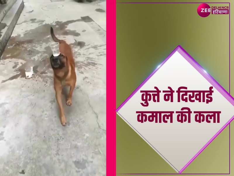 Dog Viral Video: सोशल मीडिया स्टार है ये कुत्ता वीडियो देखकर आप भी हैरान रह जाएंगे