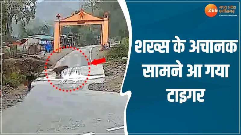 Tiger Viral Video: अचानक सामने आ गया टाइगर, सड़क पर चल रहे शख्स के उड़ गए होश Tiger Viral Video: अचानक सामने आ गया टाइगर, सड़क पर चल रहे शख्स के उड़ गए होश