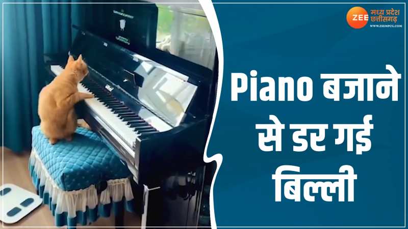 Animal Viral Video: डर-डर के Piano बजाती नजर आई बिल्ली, वीडियो देख छूट जाएगी आपकी हंसी Animal Viral Video: डर-डर के Piano बजाती नजर आई बिल्ली, वीडियो देख छूट जाएगी आपकी हंसी