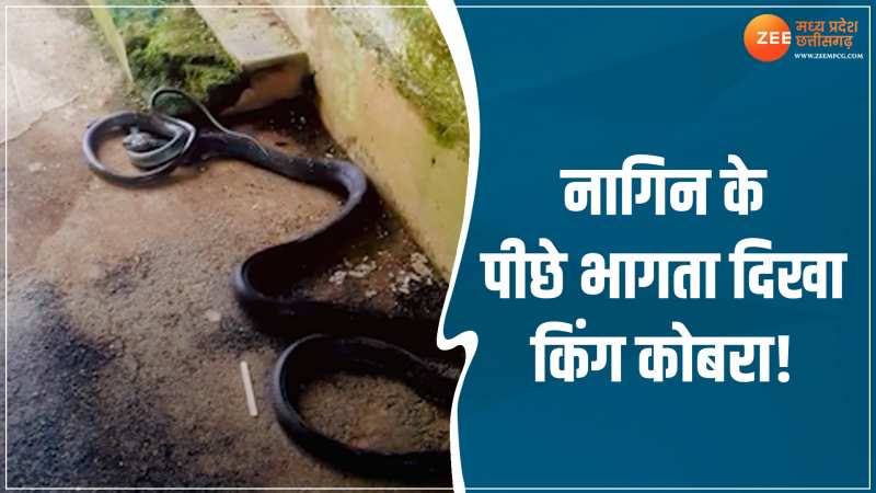 Cobra: नागिन का पीछा कर किंग कोबरा ने किया हमला, देखिए फिर क्या हुआ VIDEO Cobra: नागिन का पीछा कर किंग कोबरा ने किया हमला, देखिए फिर क्या हुआ VIDEO