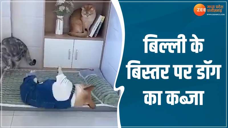 Viral Video: बिल्ली के बिस्तर पर डॉग ने जबरदस्ती किया कब्जा, आप भी खा जाएंगे तरस Viral Video: बिल्ली के बिस्तर पर डॉग ने जबरदस्ती किया कब्जा, आप भी खा जाएंगे तरस