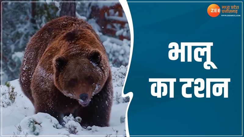 Viral Video: भालू ने बर्फ में दिखाया टशन, चलने का अंदाज लोगों को खूब आ रहा पसंद Viral Video: भालू ने बर्फ में दिखाया टशन, चलने का अंदाज लोगों को खूब आ रहा पसंद