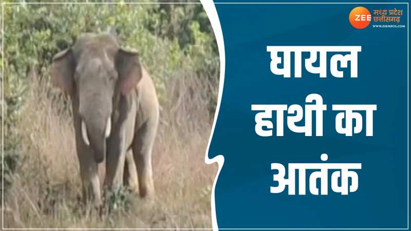 CG News: घायल हाथी ने मचाया उत्पात, रात भर जागने को मजबूर हुए ग्रामीण CG News: घायल हाथी ने मचाया उत्पात, रात भर जागने को मजबूर हुए ग्रामीण