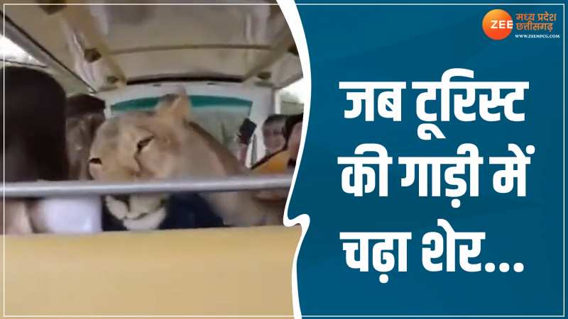 Viral Video: टूरिस्ट की गाड़ी में शेर ने चढ़कर सभी को लगाया गले, वीडियो देख नहीं होगा यकीन Viral Video: टूरिस्ट की गाड़ी में शेर ने चढ़कर सभी को लगाया गले, वीडियो देख नहीं होगा यकीन