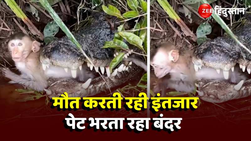 Animal Viral Video:  आए तो आए खाना बंद नहीं होना चाहिए, इस बंदर को देख