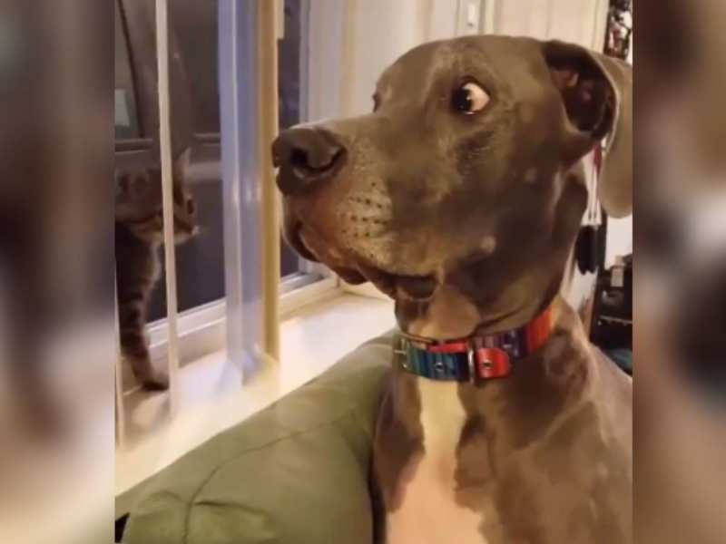 Animal Video: बिल्ली मौसी ने कुत्ते को धर दिया एक झापड़, रिएक्शन देख लोगों को आई हंसी Animal Video: बिल्ली मौसी ने कुत्ते को धर दिया एक झापड़, रिएक्शन देख लोगों को आई हंसी