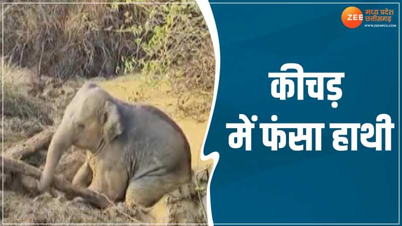 CG News: बुरी तरह कीचड़ में फंसा हाथी, वीडियो देख हो जाएंगे परेशान CG News: बुरी तरह कीचड़ में फंसा हाथी, वीडियो देख हो जाएंगे परेशान