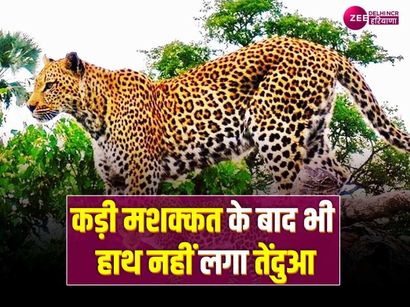 Delhi Sainik Farm Leopard: पुलिस, वन विभाग समेत 40 लोगों टीम तैनात, फिर भी हाथ नहीं लगा तेंदुआ Delhi Sainik Farm Leopard: पुलिस, वन विभाग समेत 40 लोगों टीम तैनात, फिर भी हाथ नहीं लगा तेंदुआ