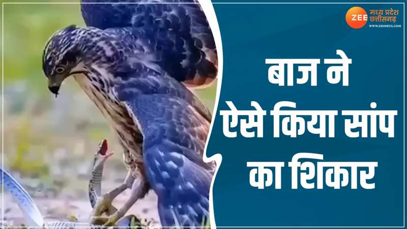 Video: बाज कैसे करता है सांप का शिकार, ये वीडियो देख आप चौंक जाएंगे Video: बाज कैसे करता है सांप का शिकार, ये वीडियो देख आप चौंक जाएंगे