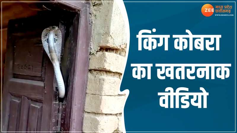 Cobra Viral Video: दरवाजे पर फन फैलाए नजर आया किंग कोबरा, खड़े हो जाएंगे रोंगते 