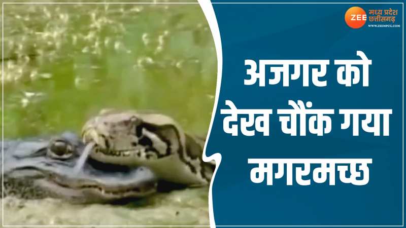 Wildlife Video: अजगर को देख हैरान नजर आया मगरमच्छ, वीडियो देख आप भी रह जाएंगे दंग Wildlife Video: अजगर को देख हैरान नजर आया मगरमच्छ, वीडियो देख आप भी रह जाएंगे दंग
