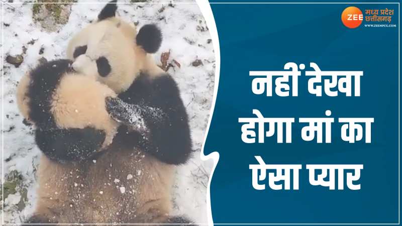 Animal Viral Video: नहीं देखा होगा ऐसा प्यार, बच्चे के साथ खेलती नजर आई मादा भालू 