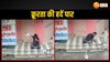 गुना में क्रूरता की नई तस्वीर,  बिना वजह बेजुबान पर उतार दिया गुस्सा देखे वीडियो-