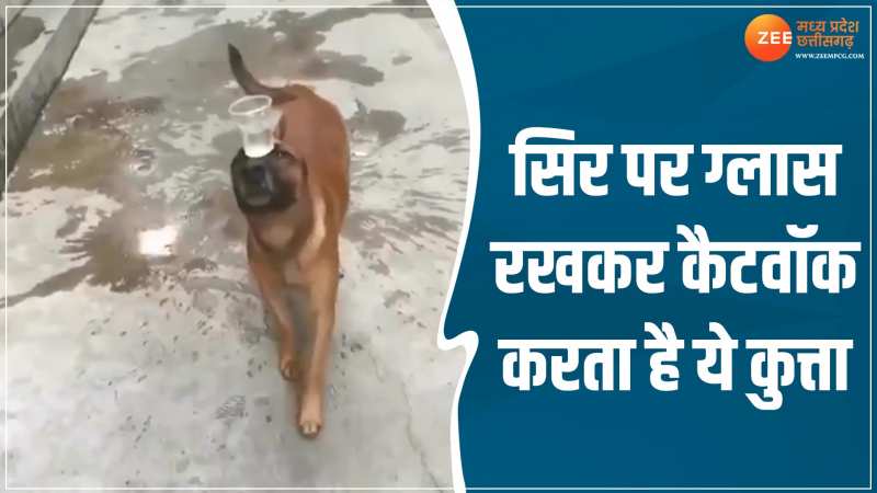 Viral Video: सिर पर ग्लास रखकर कैटवॉक करता है ये कुत्ता! देखें वीडियो Viral Video: सिर पर ग्लास रखकर कैटवॉक करता है ये कुत्ता! देखें वीडियो