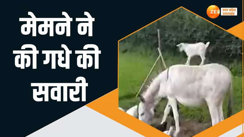 Viral Video: मेमने ने खुद को समझ लिया रॉबिनहुड, फिर देखिये क्या किया