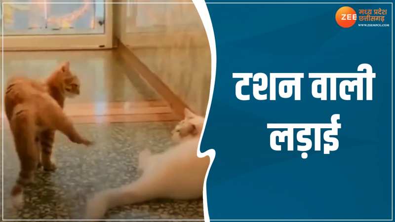 Animal Viral Video: दो बिल्लियों की टशन वाली लड़ाई देख होंगे हैरान, छूट जाएगी हंसी Animal Viral Video: दो बिल्लियों की टशन वाली लड़ाई देख होंगे हैरान, छूट जाएगी हंसी