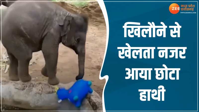 Wildlife Video: हाथी के बच्चे का प्यारा सा वीडियो वायरल, खिलौने से खेलता नजर आया Wildlife Video: हाथी के बच्चे का प्यारा सा वीडियो वायरल, खिलौने से खेलता नजर आया